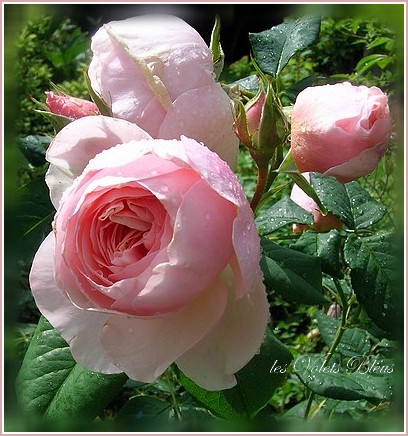 une rose pour l'amour ,une rose pour l'amitie,une rose rien que pour toi