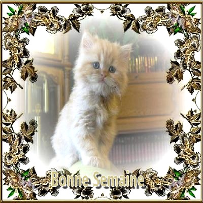 merci jose..il est bien beau ce petit chaton.bisou