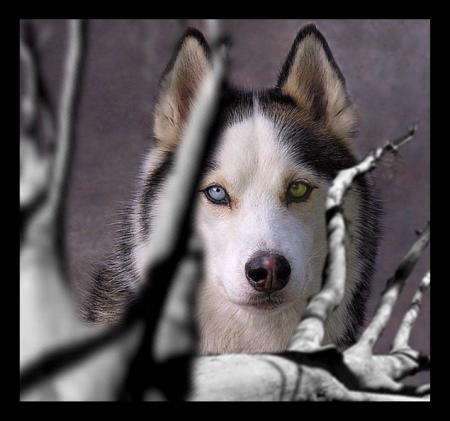 voila l'art d'une image de maitre!qu'en pensez vous?